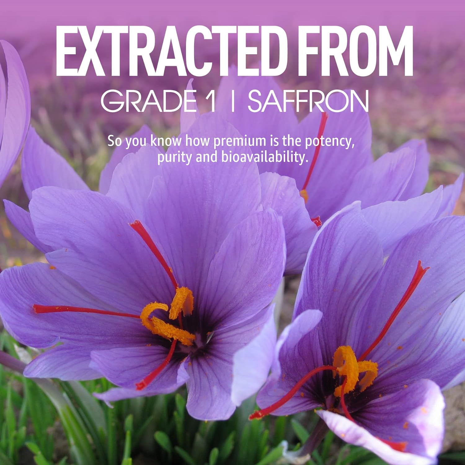 Saffron Gummies