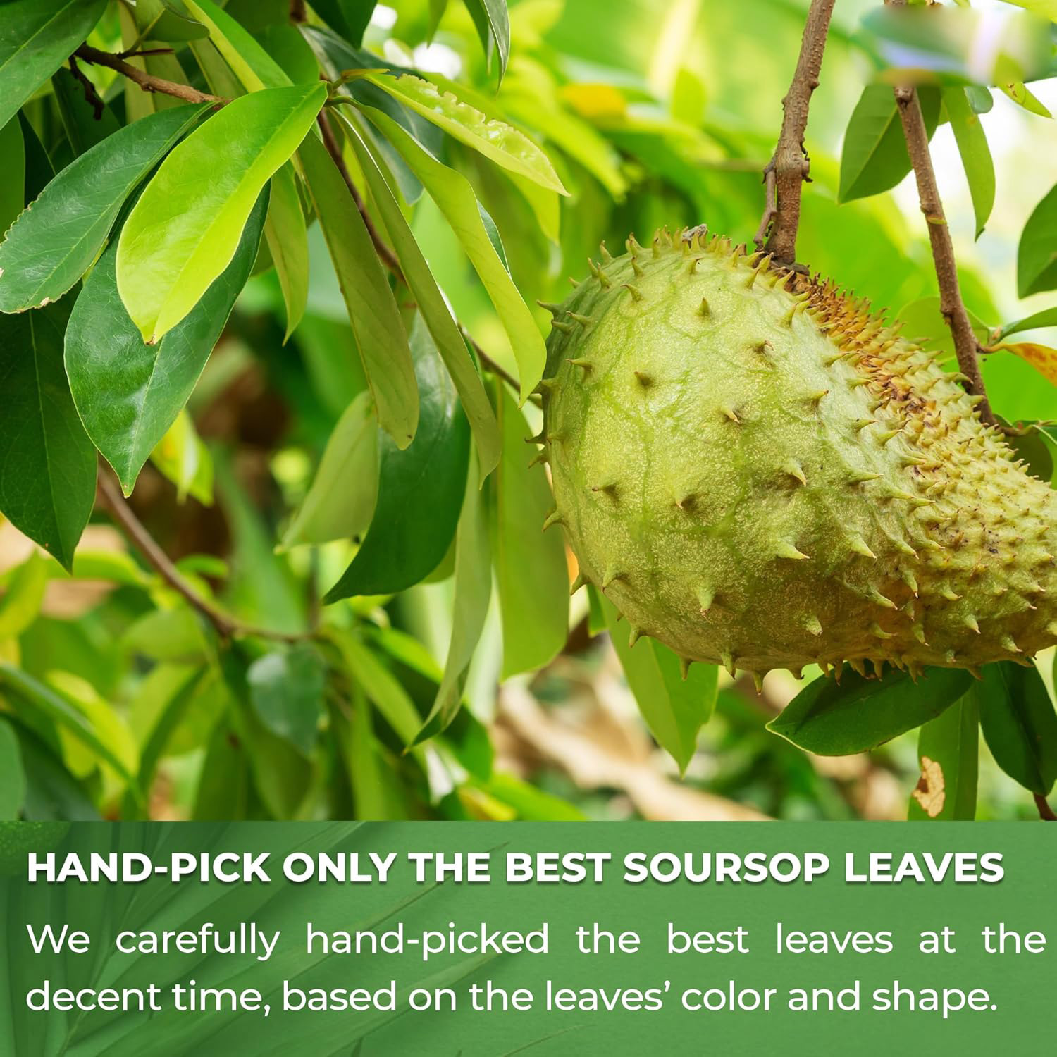 Soursop Leaf Powder