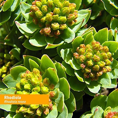 Rhodiola Liquid Drops